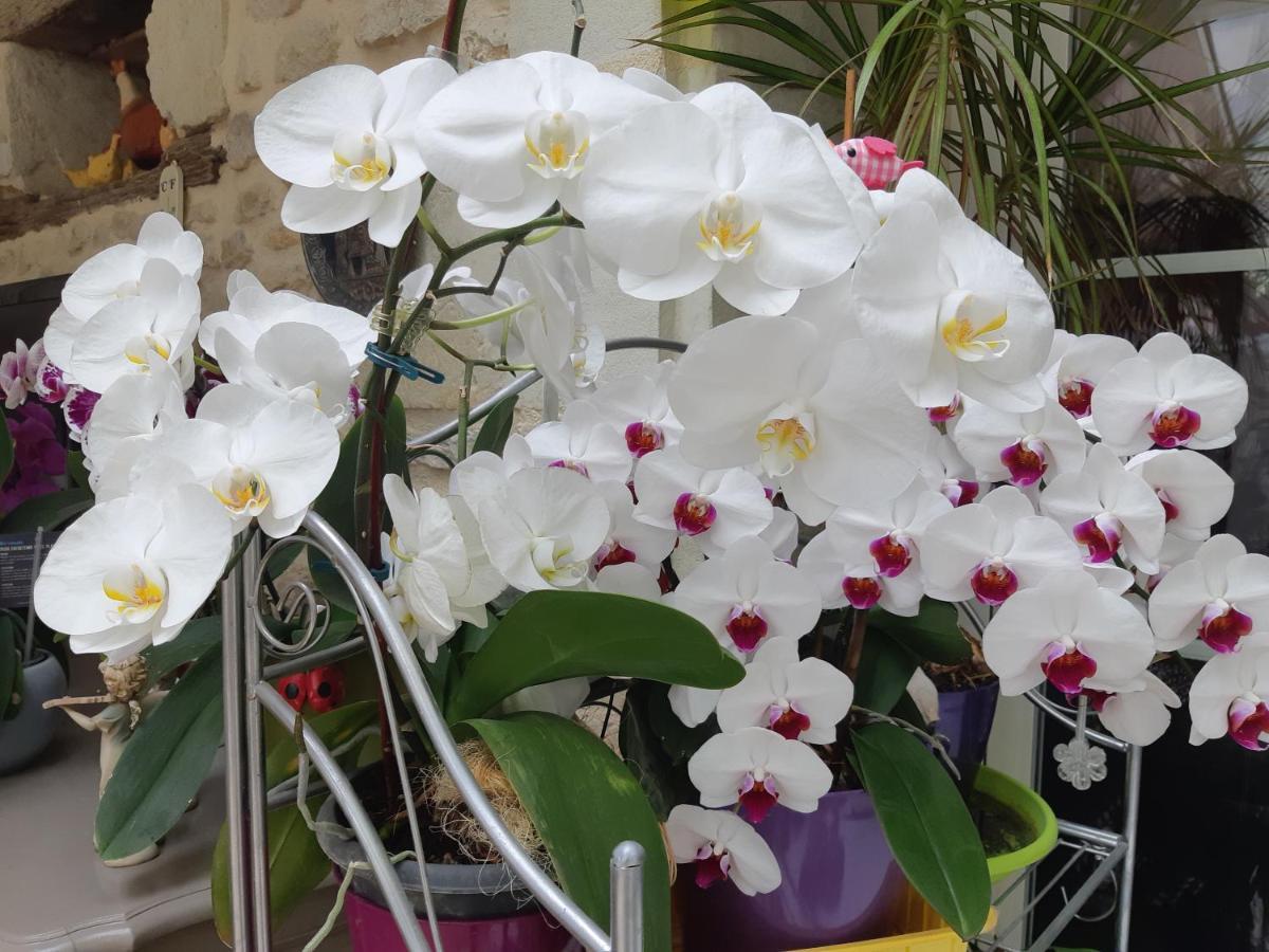 Les Orchidees Chambre Hotes Futuroscope Chasseneuil Poitiers 조네이클랑 외부 사진