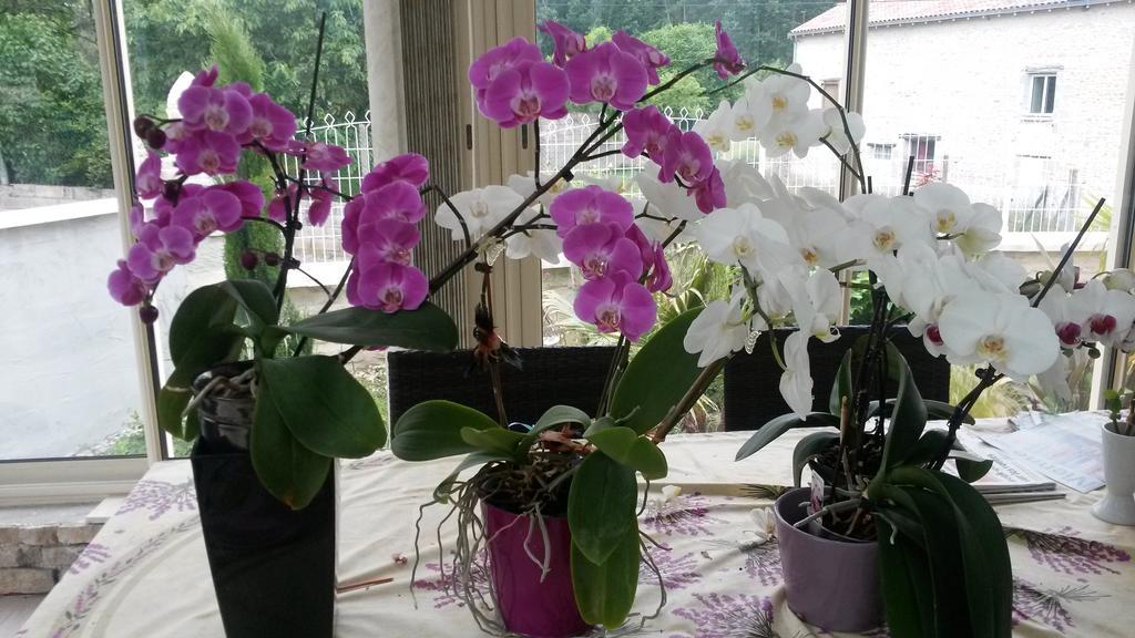 Les Orchidees Chambre Hotes Futuroscope Chasseneuil Poitiers 조네이클랑 외부 사진